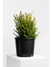 Buxus